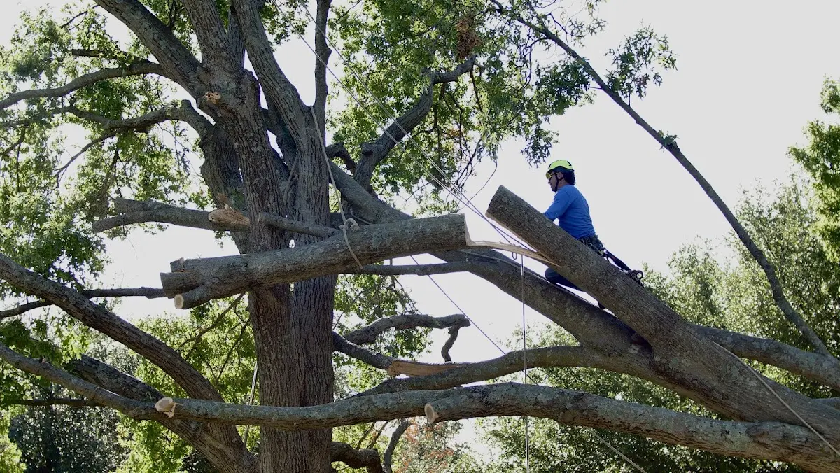 Professional Crown Thinning performed by certified arborists in North San Juan